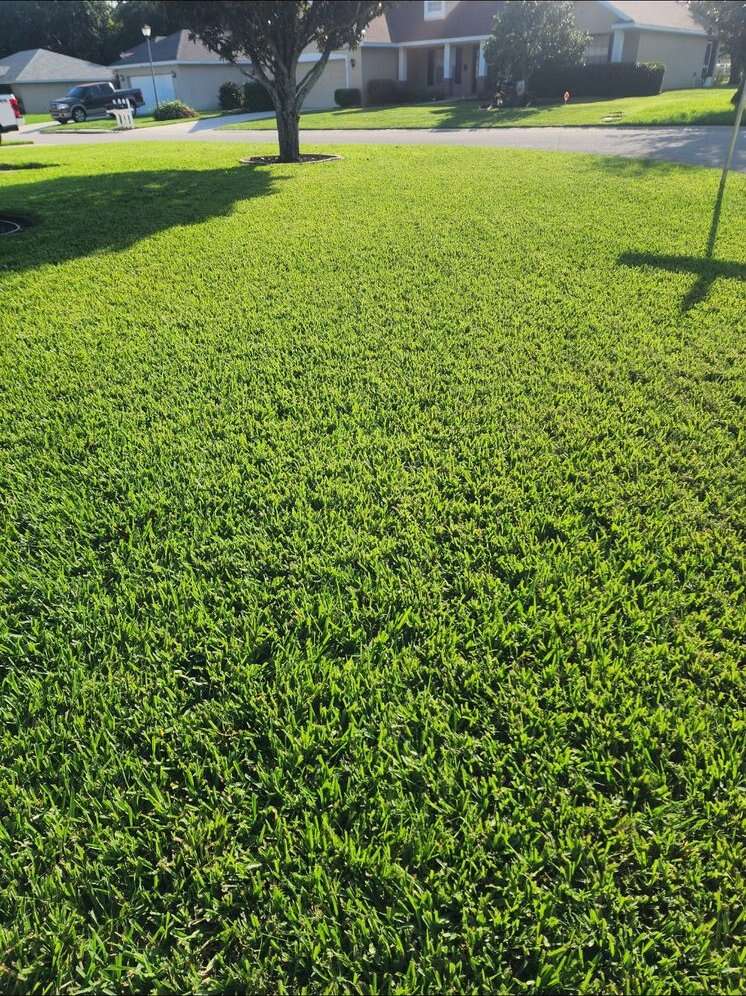 Thick green lawn after core aeration and COMAND top dressing