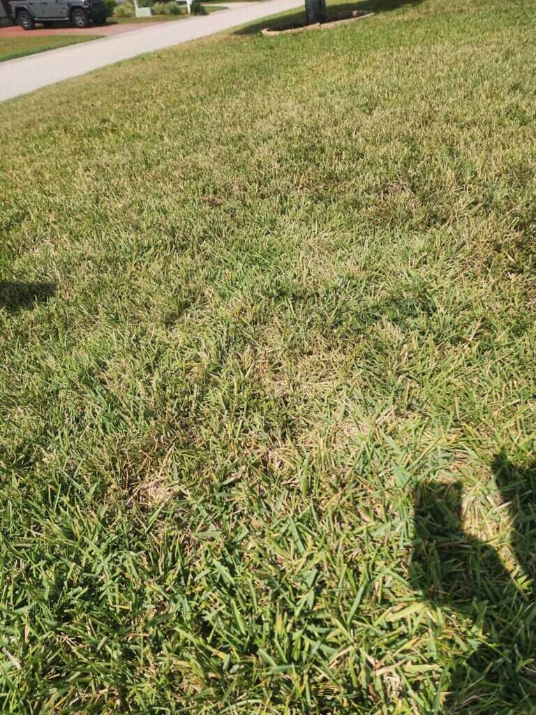 Thin, patchy Bahia lawn before core aeration and top dressing in Lakeland, FL