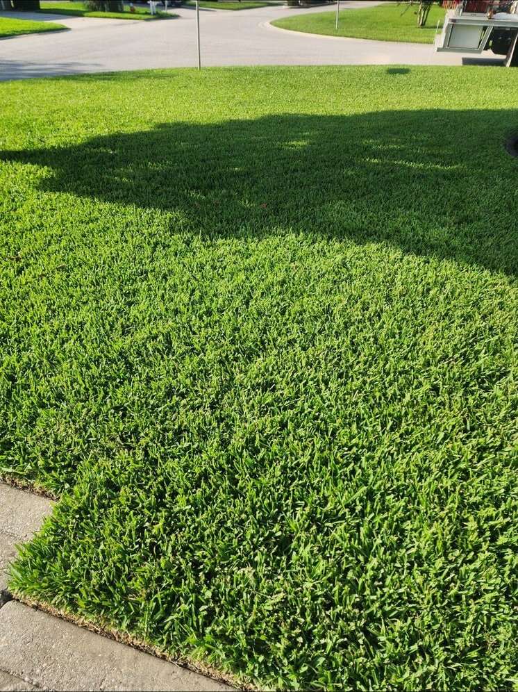 Dense, even turf after treatment on a corner lot