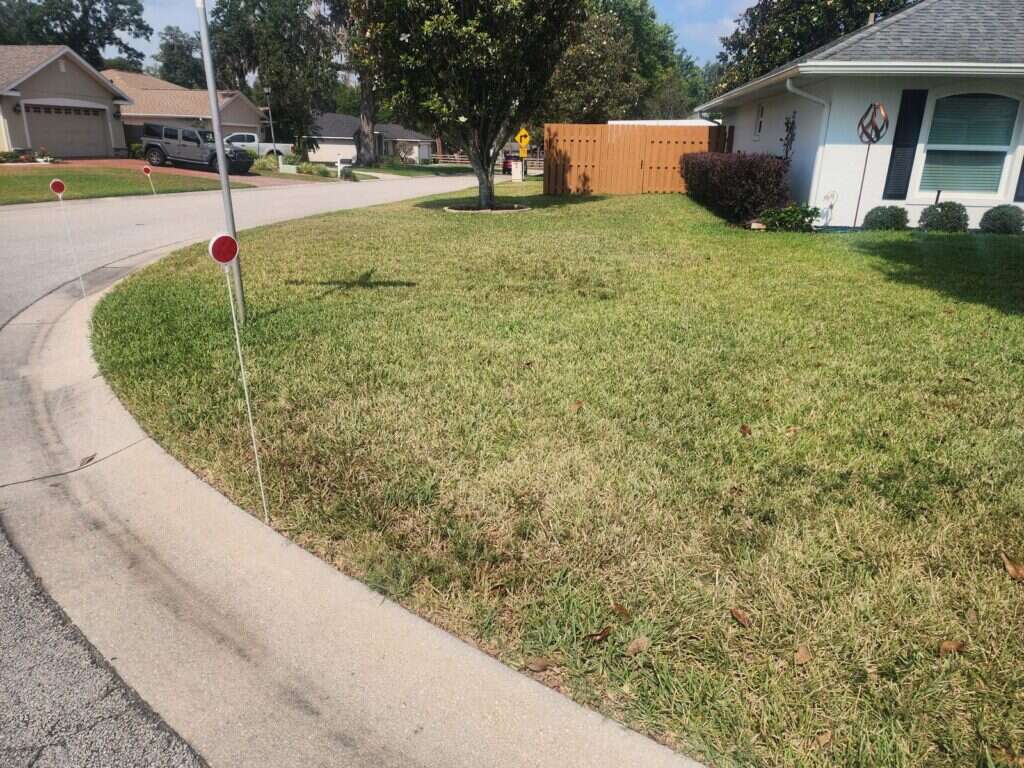 Corner lot lawn with thin turf before treatment
