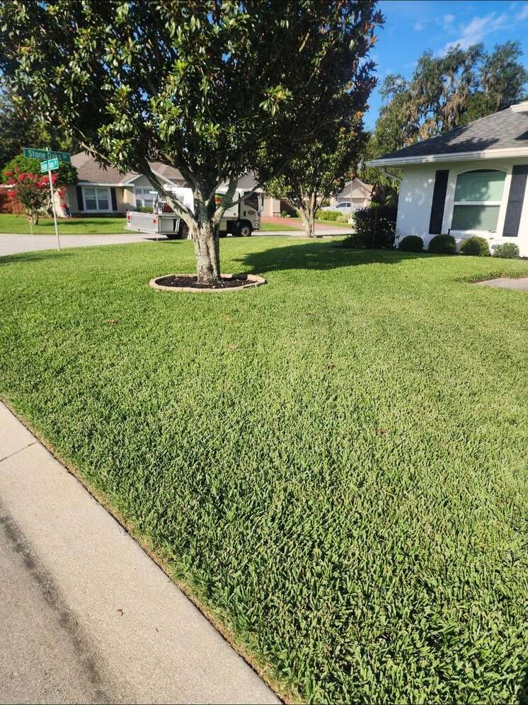 Front yard lawn after treatment, green to the sidewalk
