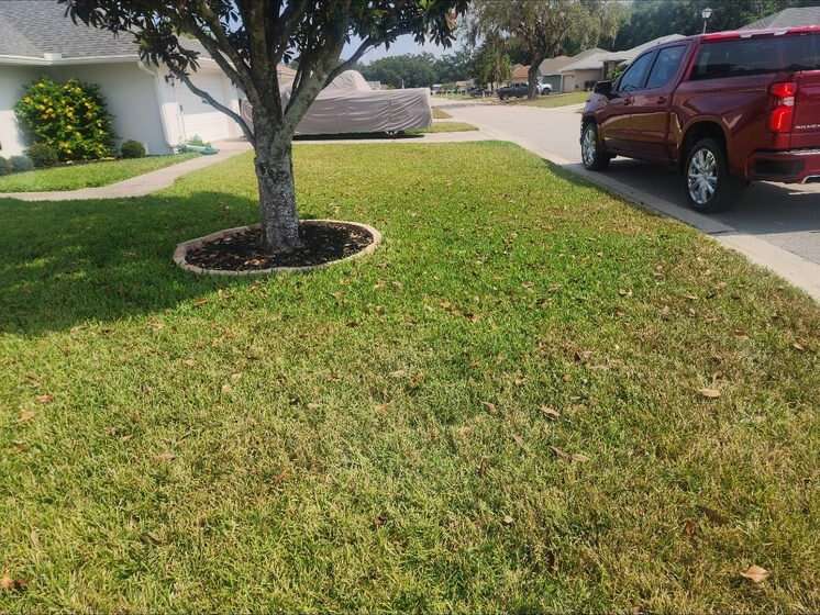 Lawn around a front-yard tree before treatment