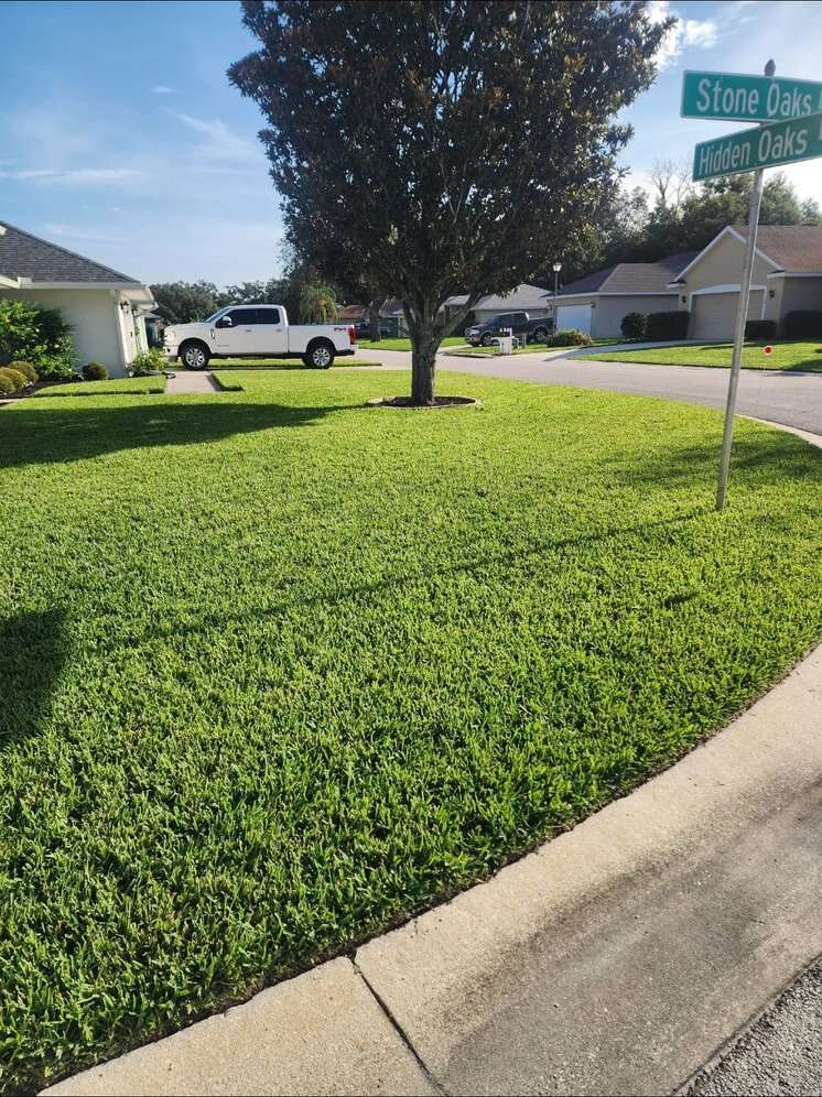 Front lawn with tree after treatment