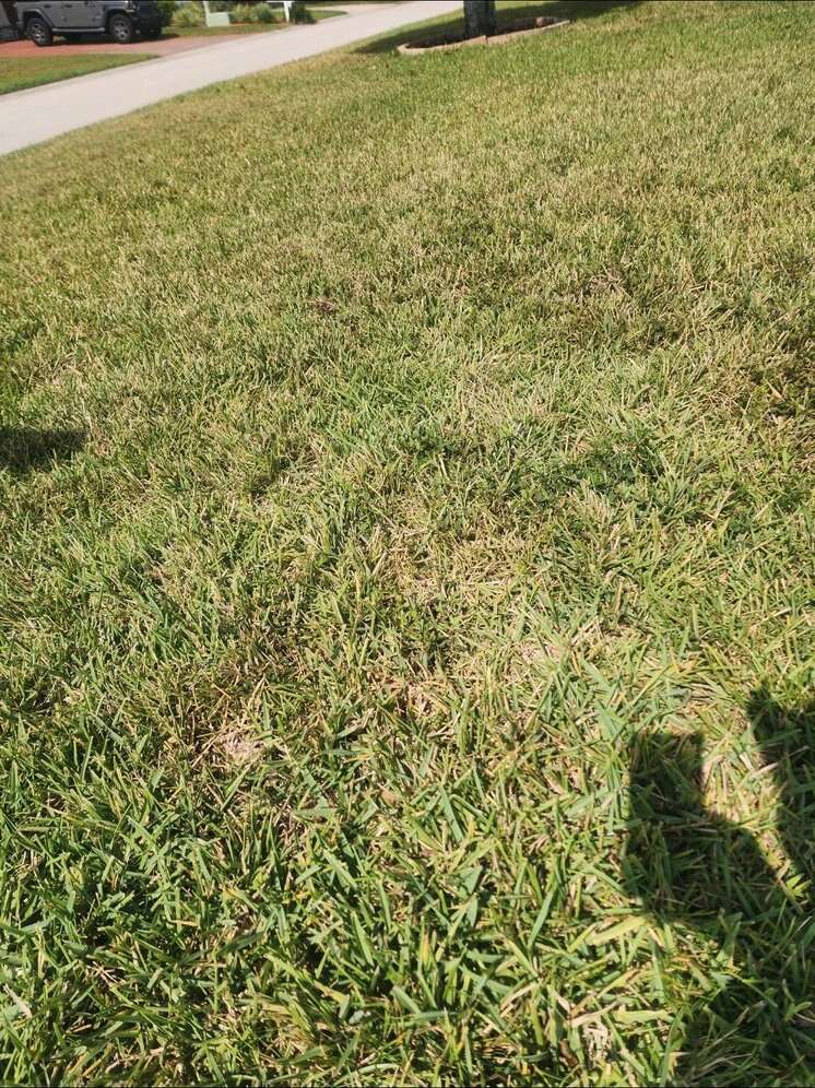 Close-up of thin, uneven turf before treatment