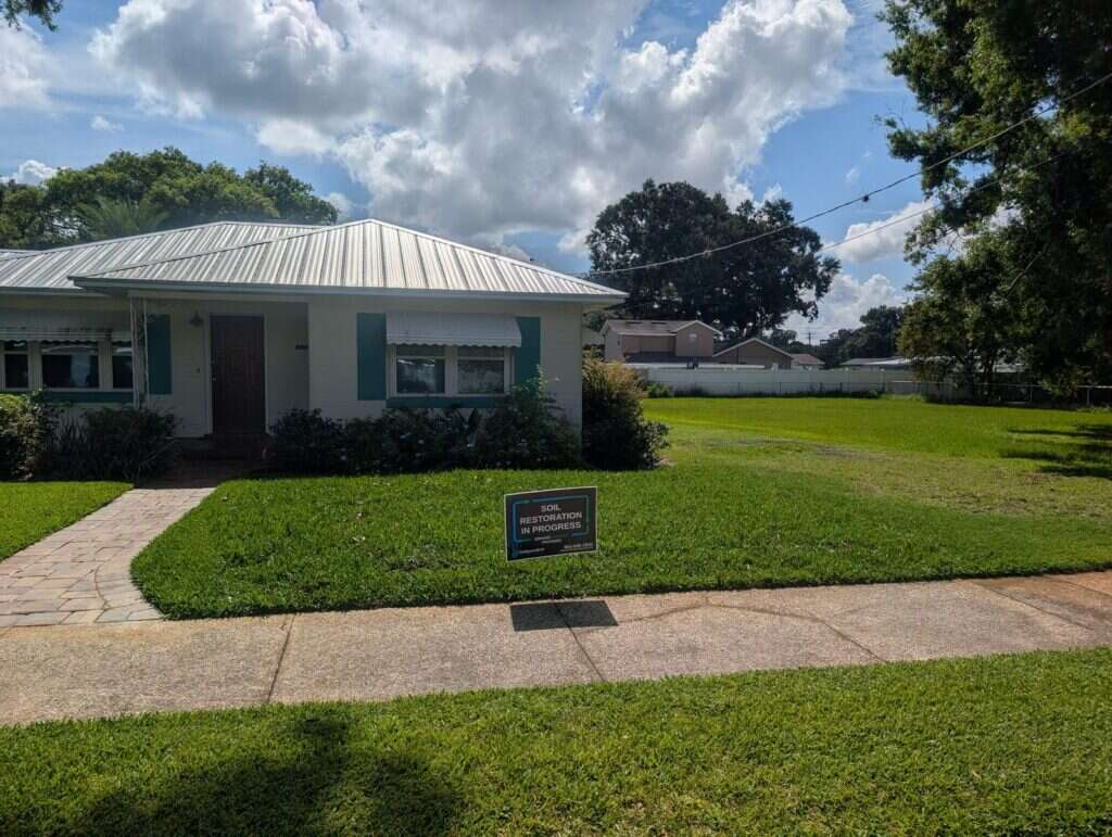 Cottage front lawn after COMAND top dressing, thick and green