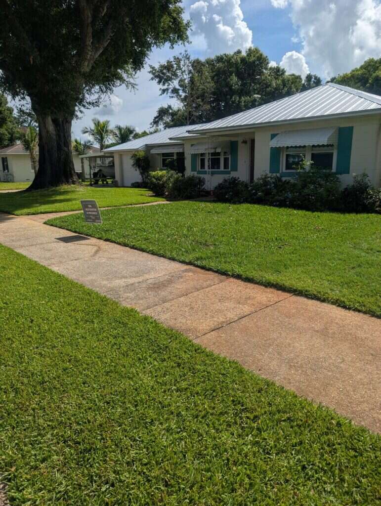 Lawn along the sidewalk after treatment