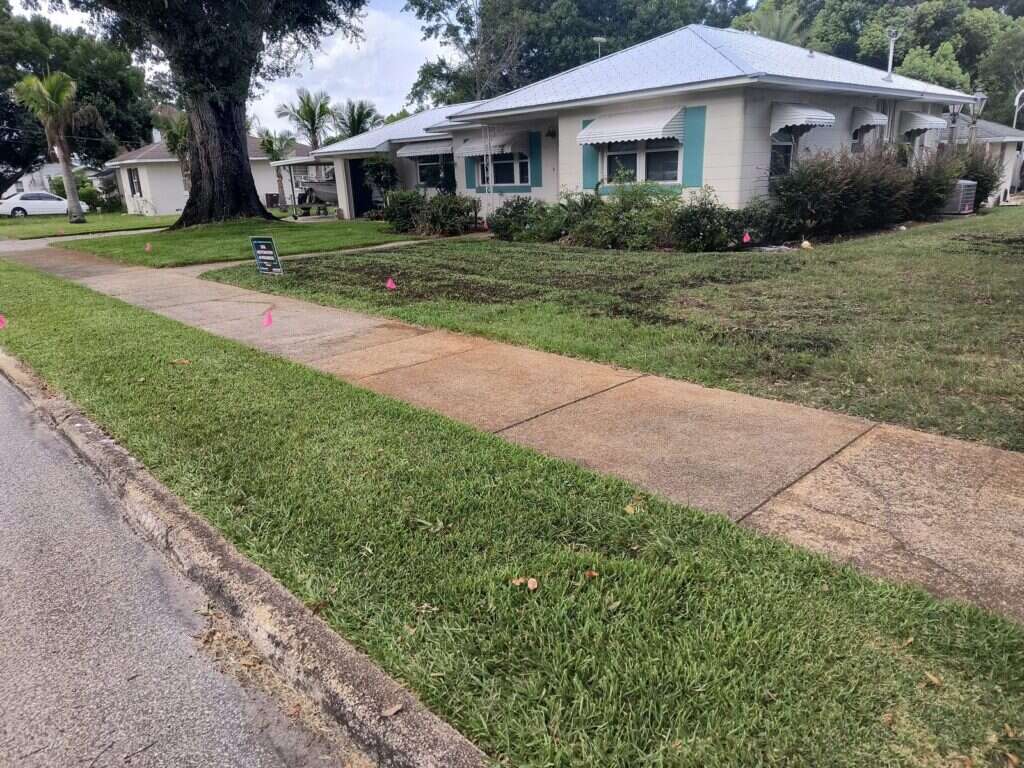 Top-dressed lawn along the sidewalk with compost just applied and the concrete kept clean